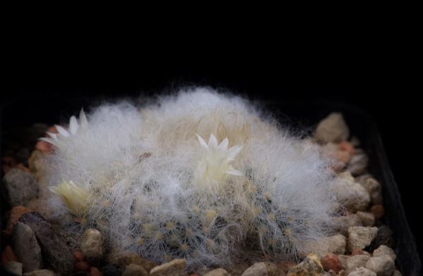 Mammillaria albicoma